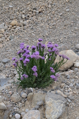 Saussurea pseudosalsa