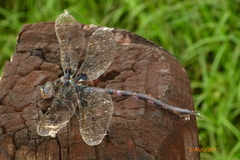 Gynacantha membranalis