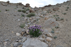 Saussurea pseudosalsa