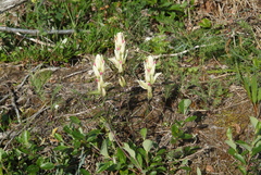 Castilleja pallida