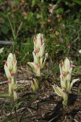 Castilleja pallida