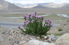 Saussurea pseudosalsa