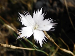 Dianthus thunbergii