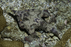 Ogcocephalus vespertilio