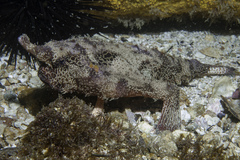 Ogcocephalus vespertilio