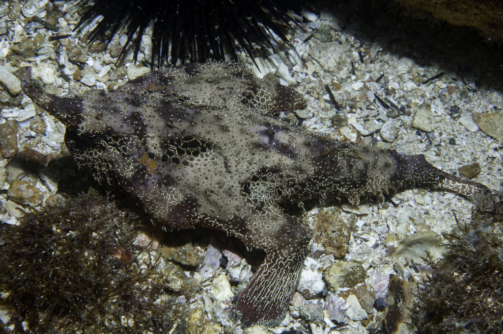 Seadevil