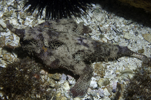 Ogcocephalus vespertilio