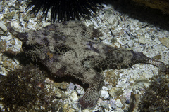 Ogcocephalus vespertilio