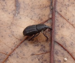 Mitoplinthus caliginosus