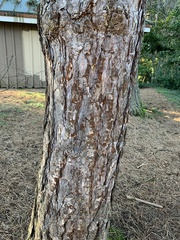 Pinus