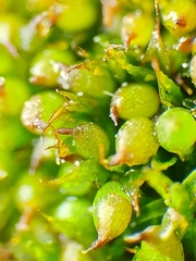 Microbryum curvicollum