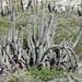Lophocereus gatesii - Photo (c) jrebman, some rights reserved (CC BY-NC), uploaded by jrebman