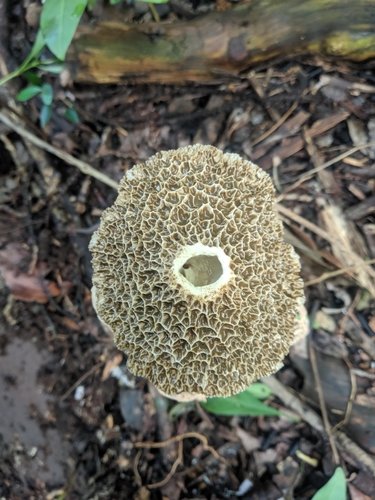 Phallus haitangensis