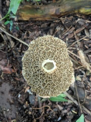 Phallus haitangensis