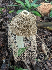 Phallus haitangensis