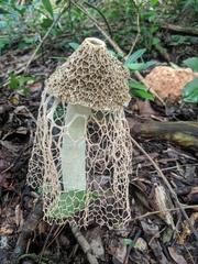 Phallus haitangensis