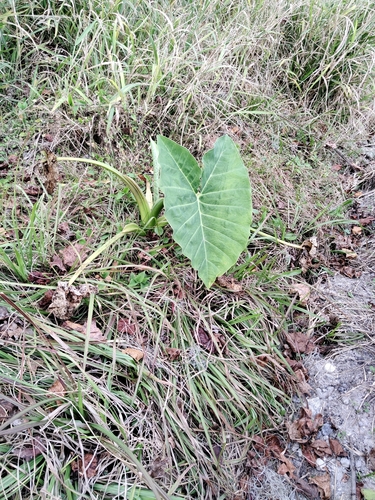 Xanthosoma sagittifolium image