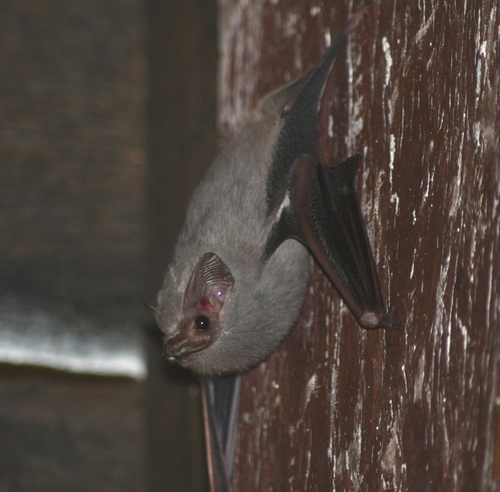 Gray Sac-winged Bat