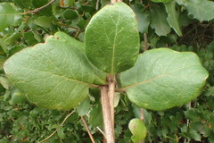 Lonicera subspicata denudata