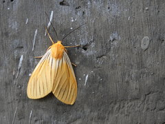 Pseudischnocampa nervosa