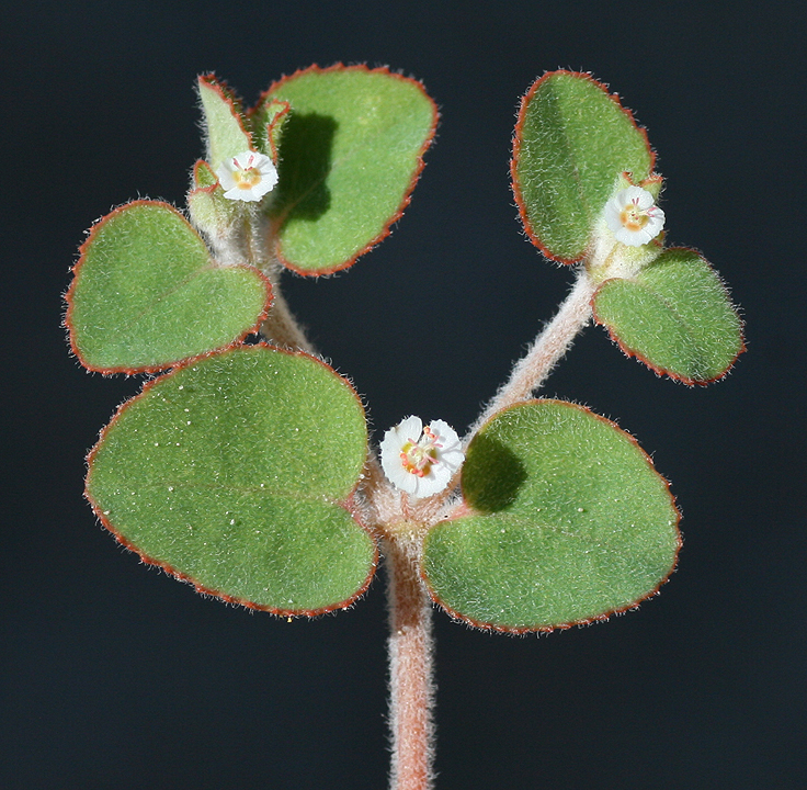 Euphorbia brandegeei