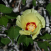Gossypium harknessii - Photo (c) jrebman, some rights reserved (CC BY-NC), uploaded by jrebman