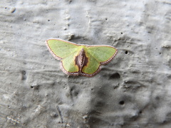 Synchlora astraeoides