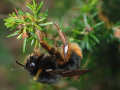 Bombus xanthopus