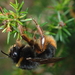 Bombus xanthopus - Photo (c) David Renoult, some rights reserved (CC BY-NC), uploaded by David Renoult