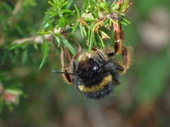 Bombus xanthopus