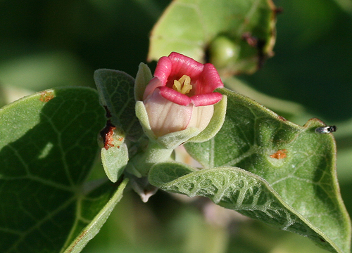 Ashy Jatropha