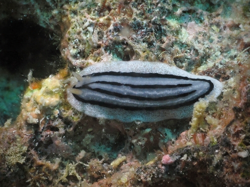 Striped Phyllidiopsis