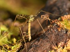 Austrolimnophila lambi