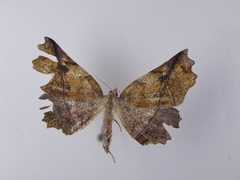 Ischalis gallaria
