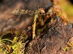 Austrolimnophila lambi