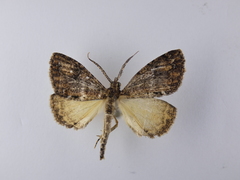 Pseudocoremia suavis