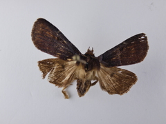 Austramathes purpurea