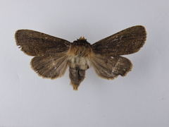 Austramathes purpurea