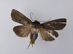 Austramathes purpurea