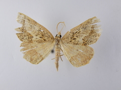 Ischalis variabilis