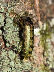 Chalcodrya variegata