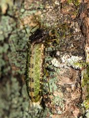 Chalcodrya variegata