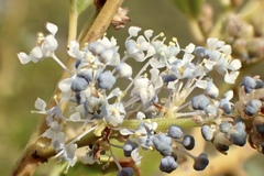 Ceanothus spinosus