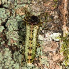 Chalcodrya variegata
