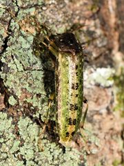 Chalcodrya variegata