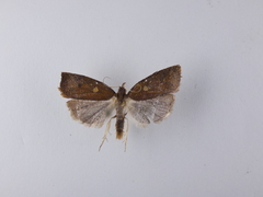 Planotortrix excessana