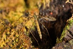 Austrolimnophila lambi