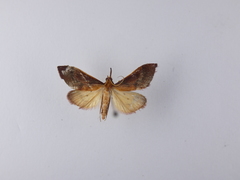 Udea daiclesalis