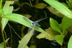 Erythrodiplax abjecta