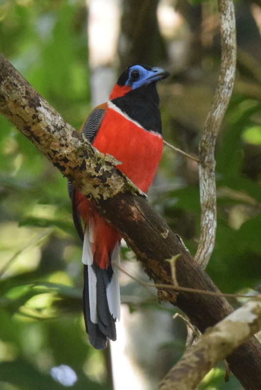 Red-naped Trogon photo